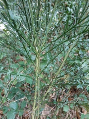 Cytisus scoparius