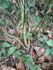 Cytisus scoparius