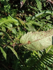 Aralia spinifolia