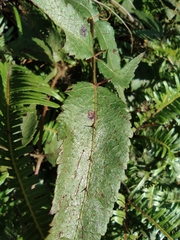 Aralia spinifolia