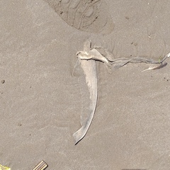 Notorynchus cepedianus