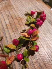 Cotoneaster dielsianus