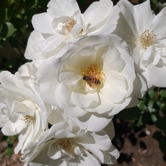 Apis mellifera