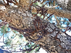 Arceuthobium vaginatum