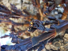 Arceuthobium vaginatum