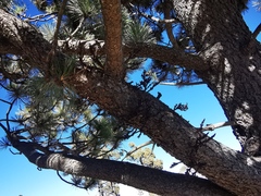 Arceuthobium vaginatum