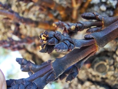 Arceuthobium vaginatum