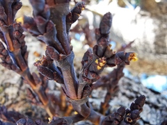 Arceuthobium vaginatum