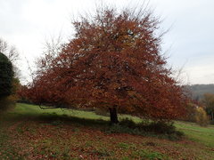 Fagus sylvatica