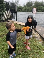 Sphoeroides testudineus