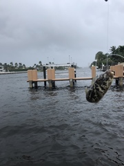 Sphoeroides testudineus