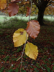 Fagus sylvatica