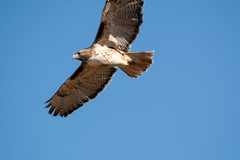Buteo jamaicensis