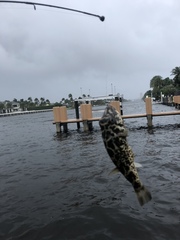 Sphoeroides testudineus