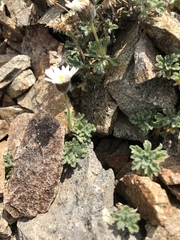 Erigeron vagus