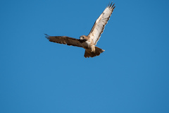 Buteo jamaicensis