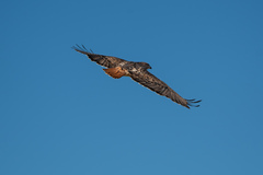 Buteo jamaicensis