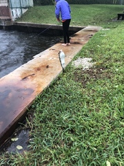 Sphoeroides testudineus