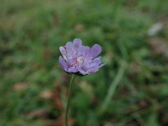 Scabiosa columbaria