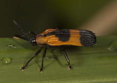 Oxychalepus balyanus