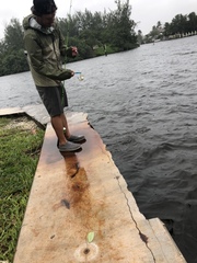 Sphoeroides testudineus