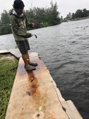 Sphoeroides testudineus