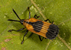 Oxychalepus balyanus