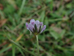 Scabiosa columbaria