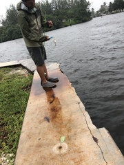 Sphoeroides testudineus