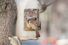 Passer domesticus