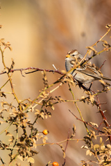 Zonotrichia leucophrys