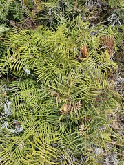 Gleichenia dicarpa