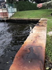 Sphoeroides testudineus