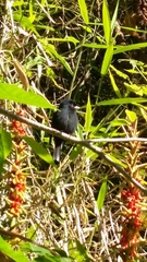 Knipolegus cyanirostris