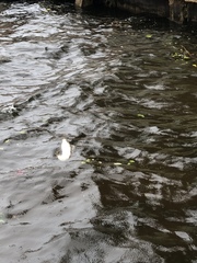 Sphoeroides testudineus