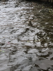 Sphoeroides testudineus