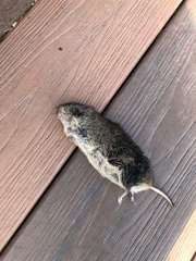 Microtus ochrogaster