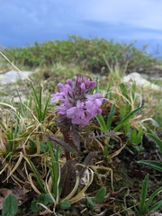 Pedicularis anthemifolia