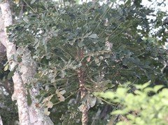 Cussonia sphaerocephala