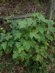 Acer pseudoplatanus