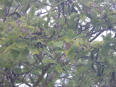 Vachellia pennatula