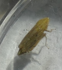 Flexamia