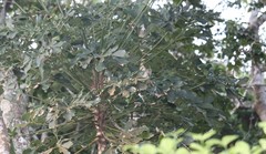 Cussonia sphaerocephala