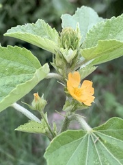 Malvastrum americanum