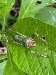 Cerberodon viridis