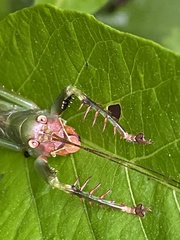 Cerberodon viridis