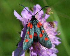 Zygaena angelicae