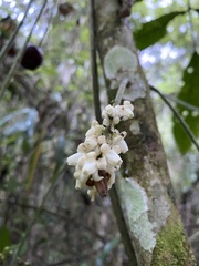 Tracheophyta
