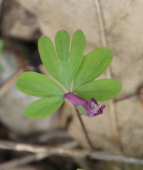 Corydalis intermedia