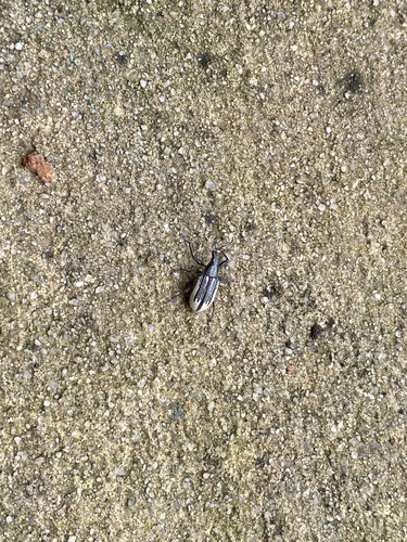 Diaprepes image